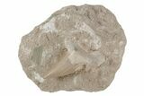 Otodus Shark Tooth Fossil in Rock - Eocene #215647-1